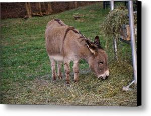 Baby Donkey in a Barnyard